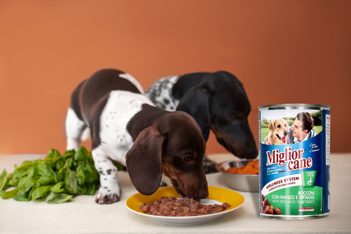 Miglior Cane Cibo umido e biscotti per cani, snack rinfrescanti