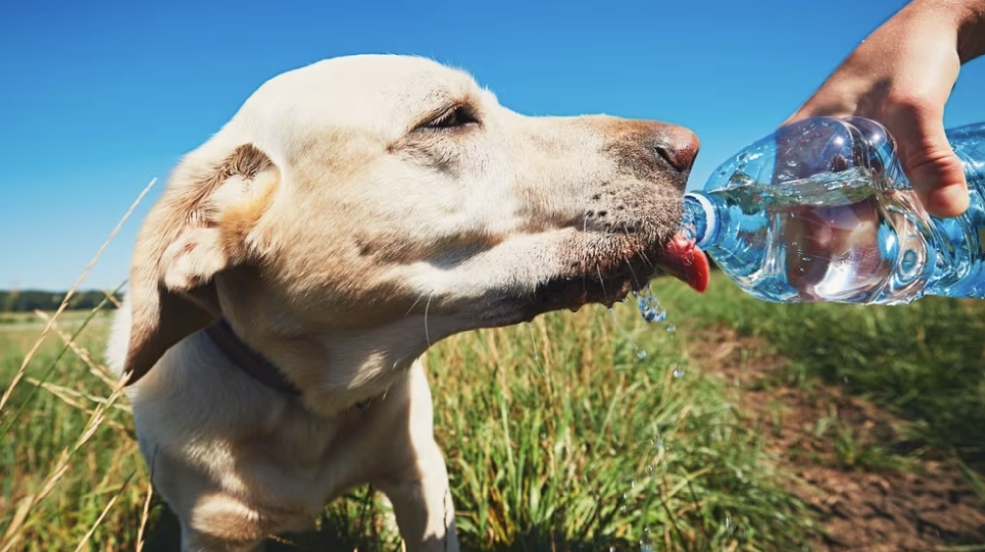 Cane beve acqua fresca all'aperto durante una passeggiata estiva, un rimedio essenziale contro il caldo estivo e per prevenire il colpo di calore nei cani. L'importanza dell'idratazione e del cibo fresco per cani durante le giornate calde.