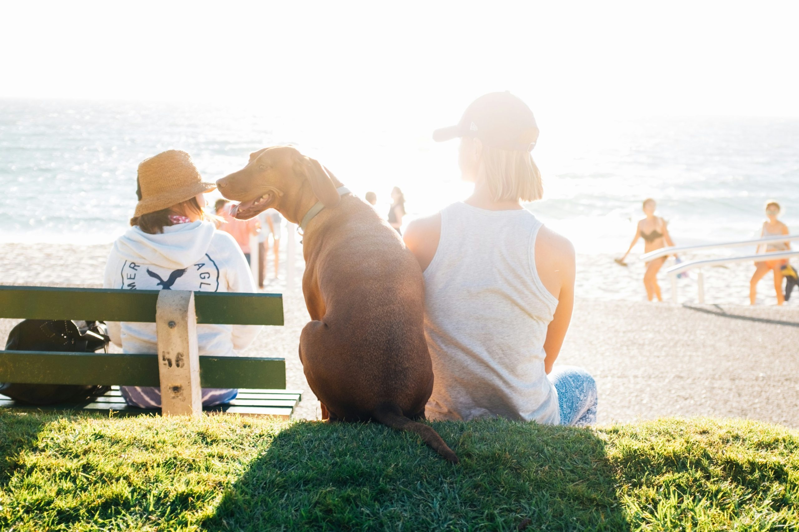Cane seduto accanto al proprietario durante una passeggiata estiva in spiaggia, respirando con la bocca aperta per affrontare il caldo. Consigli per proteggere il cane dal caldo estivo e prevenire il colpo di calore, incluso come proteggere il cane dal sole durante le passeggiate