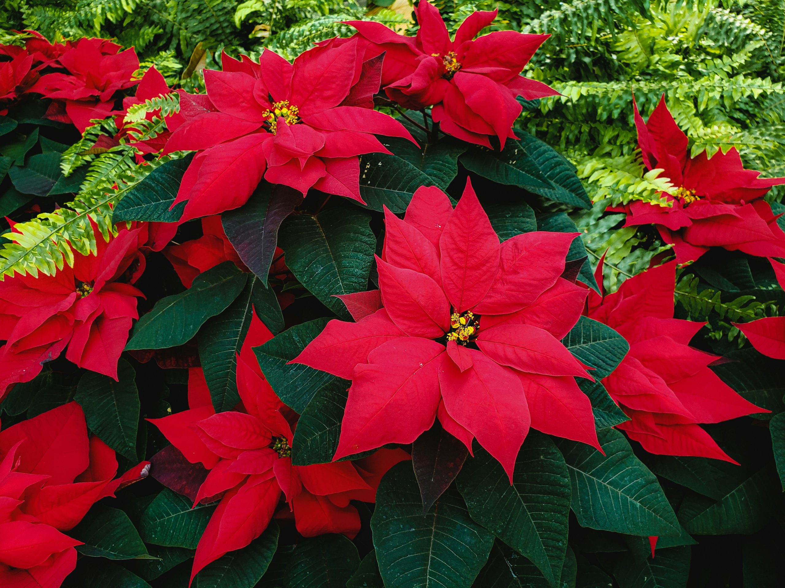 Bellissime stelle di Natale rigogliose in un giardino estivo, un esempio di come mantenere la Stella di Natale in estate con la giusta cura e attenzione. Scopri dove tenere la Stella di Natale in estate per garantire una fioritura vivace