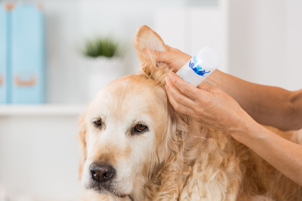 Cane con pelo lungo mentre viene spazzolato, cause comuni del cattivo odore negli animali domestici