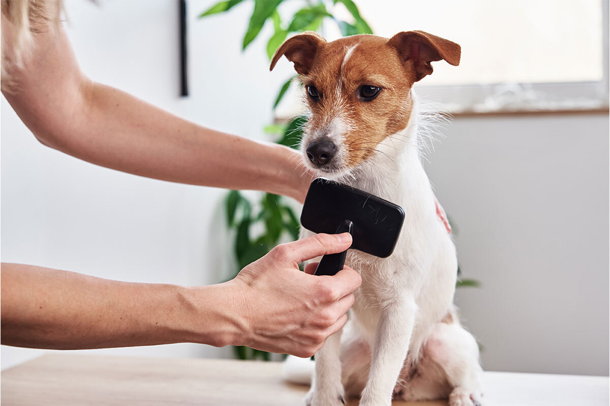 Spazzolatura cane per ridurre peli in casa